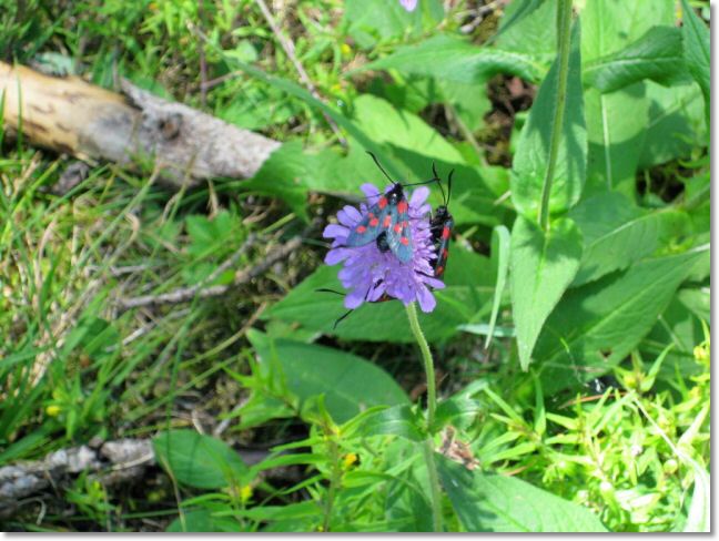 Via Spluga 2010 (83).jpg